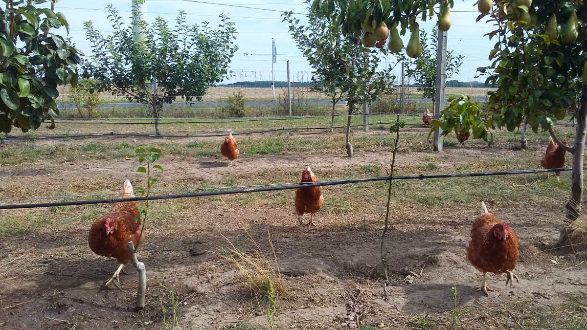 Obstgartenhühner am Bachfeldhof