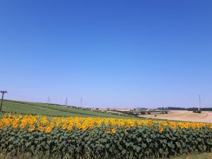 Sonnenblumen im Marchfeld/ weinviertel