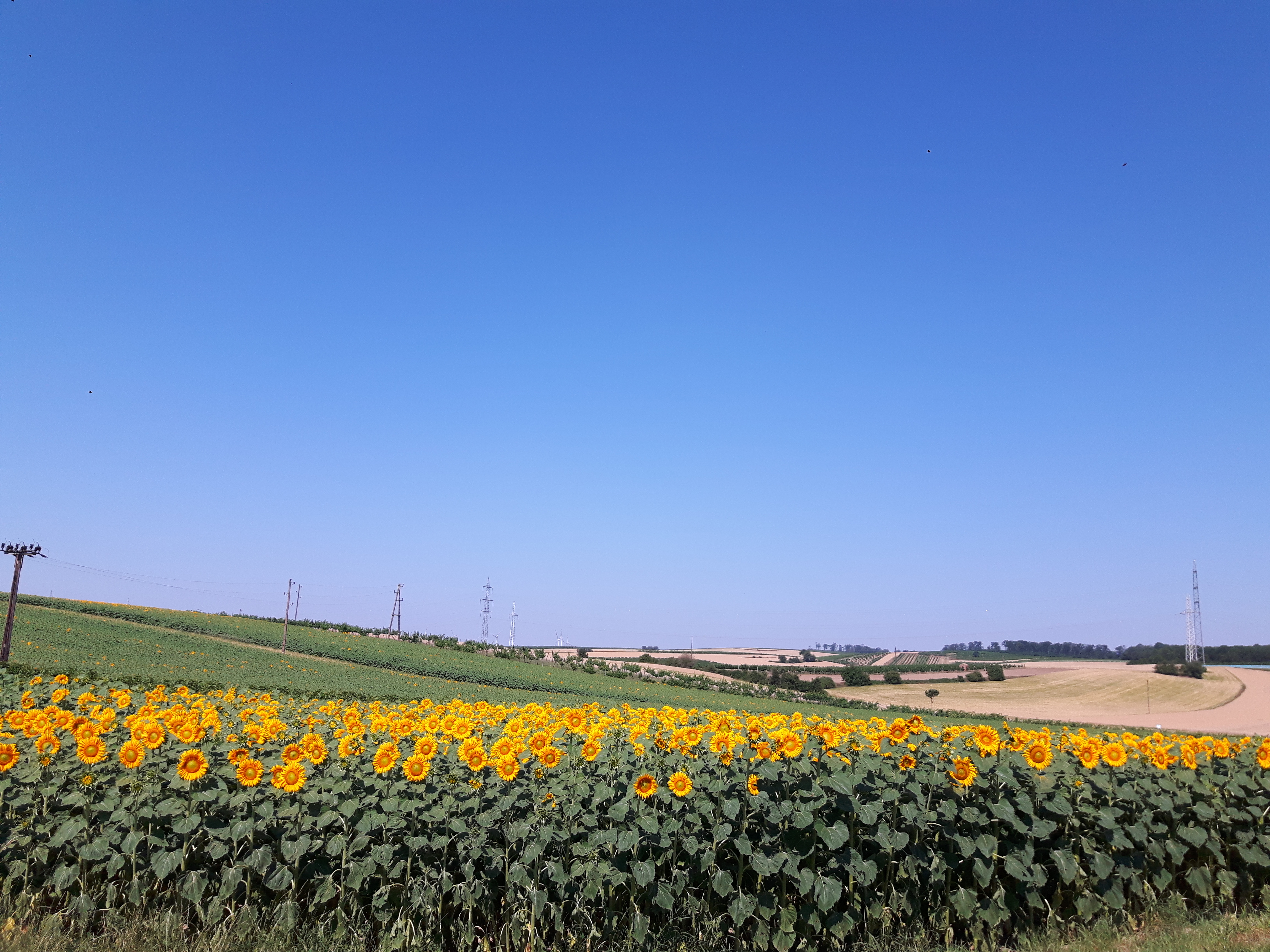 Eine Ögreissler Lieferrunde im von Sonnenblumen strahlendem Marchfeld