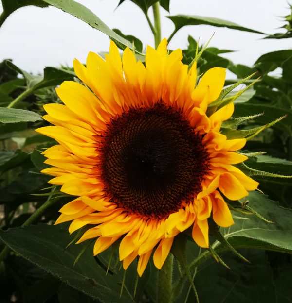 Eine Sonnenblume in voller blühte