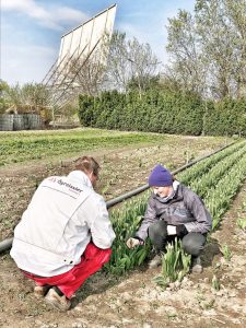 Der Ögreissler beschaut die Tulpen der Gärtnerei Koll in Groß-Enzersdorf beim Autokino