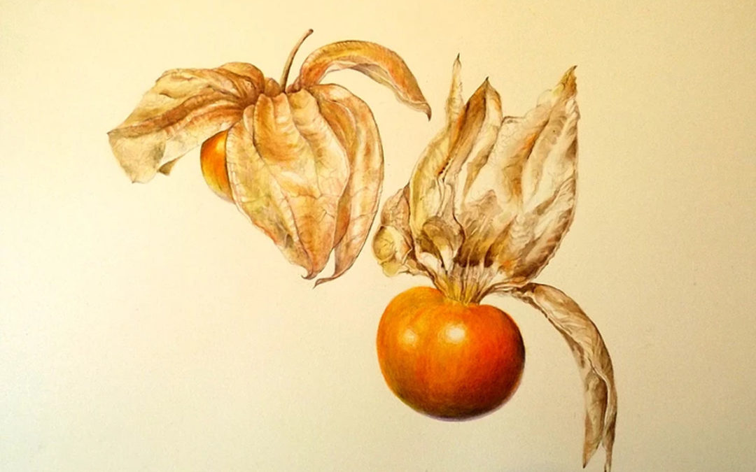 Physalis Zeichnung von Mischt Skorecz