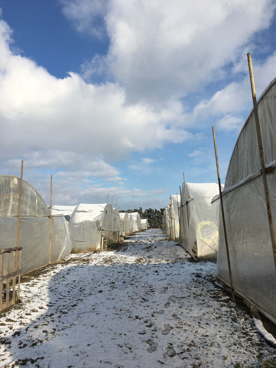 Biohof Mader Folientunnel Schnee