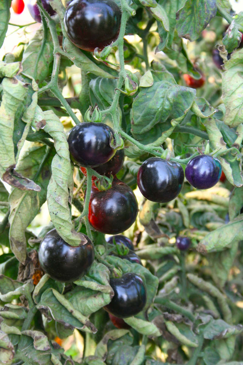 Dunkle Bio Paradeiser - IMG_7875 - 1200 Dunkle Bio Paradeiser Sorte
