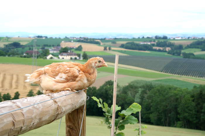 Bio-Hendl mit Freiblick von Biohof Fraisl