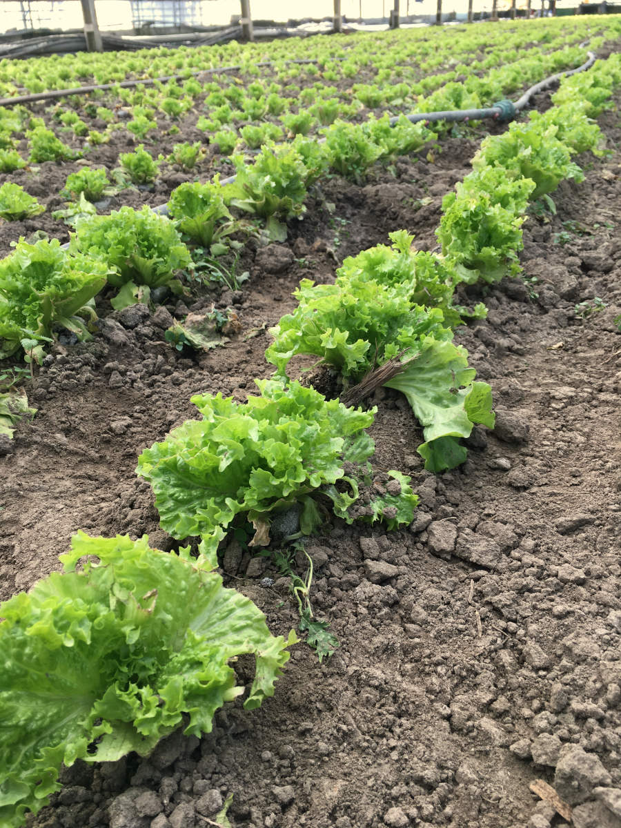 Schnittsalat Biohof Mader