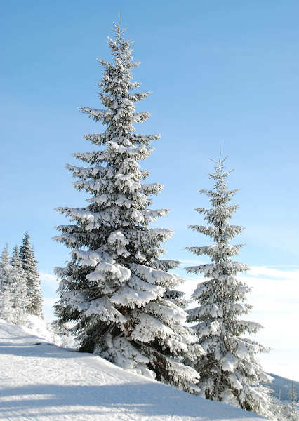 Lebende Christbäume mit Schnee