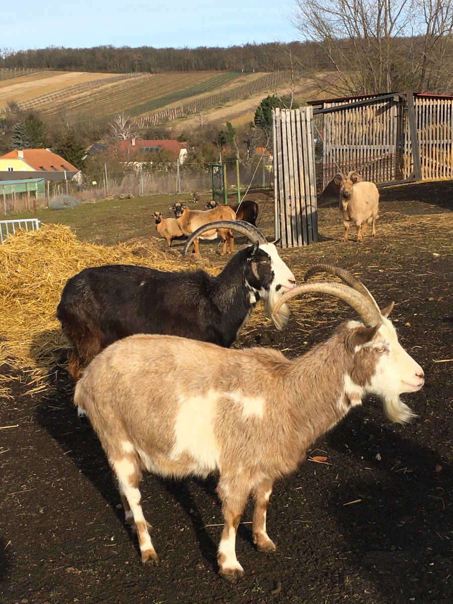 Stühof Tiergestütze Erlebnisse