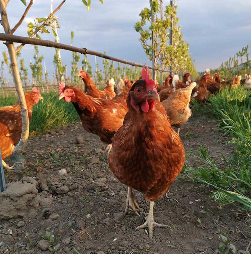 Frische Freilandeier von Obstgartenhühnern aus der Region Marchfeld. Ab Hof direkt zu Ihnen nach Hause.