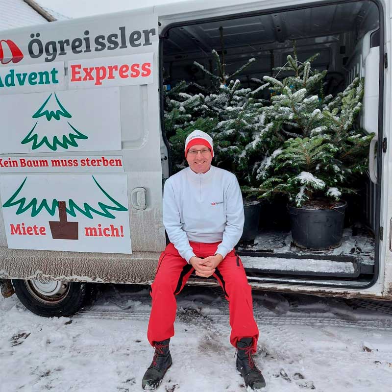 Lebender Christbaum im Topf 