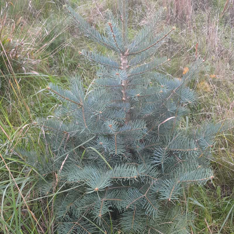 Lebender Weihnachtsbaum nach Weihnachten