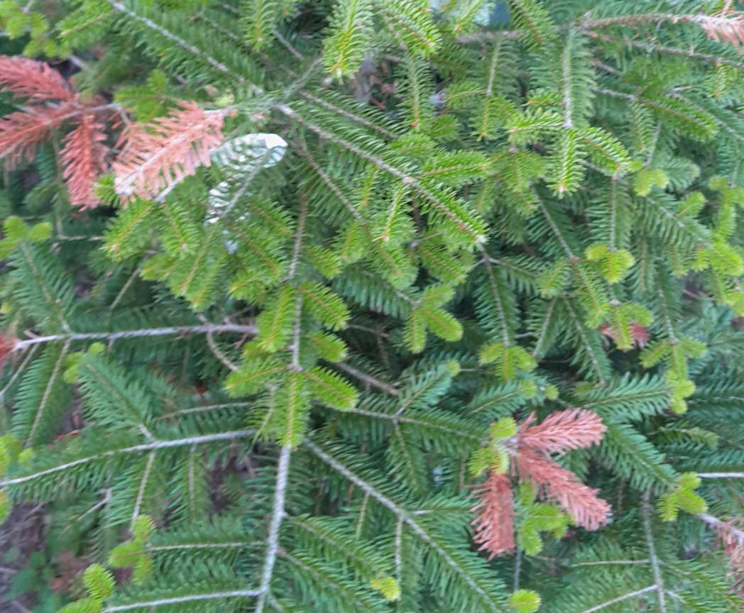 Weihnachtsbaum im Topf wächst weiter